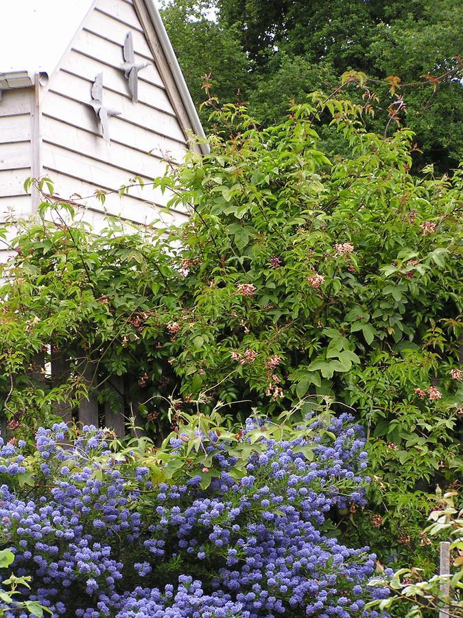 Lemonade Creek Cottages Lorne Eksteriør bilde