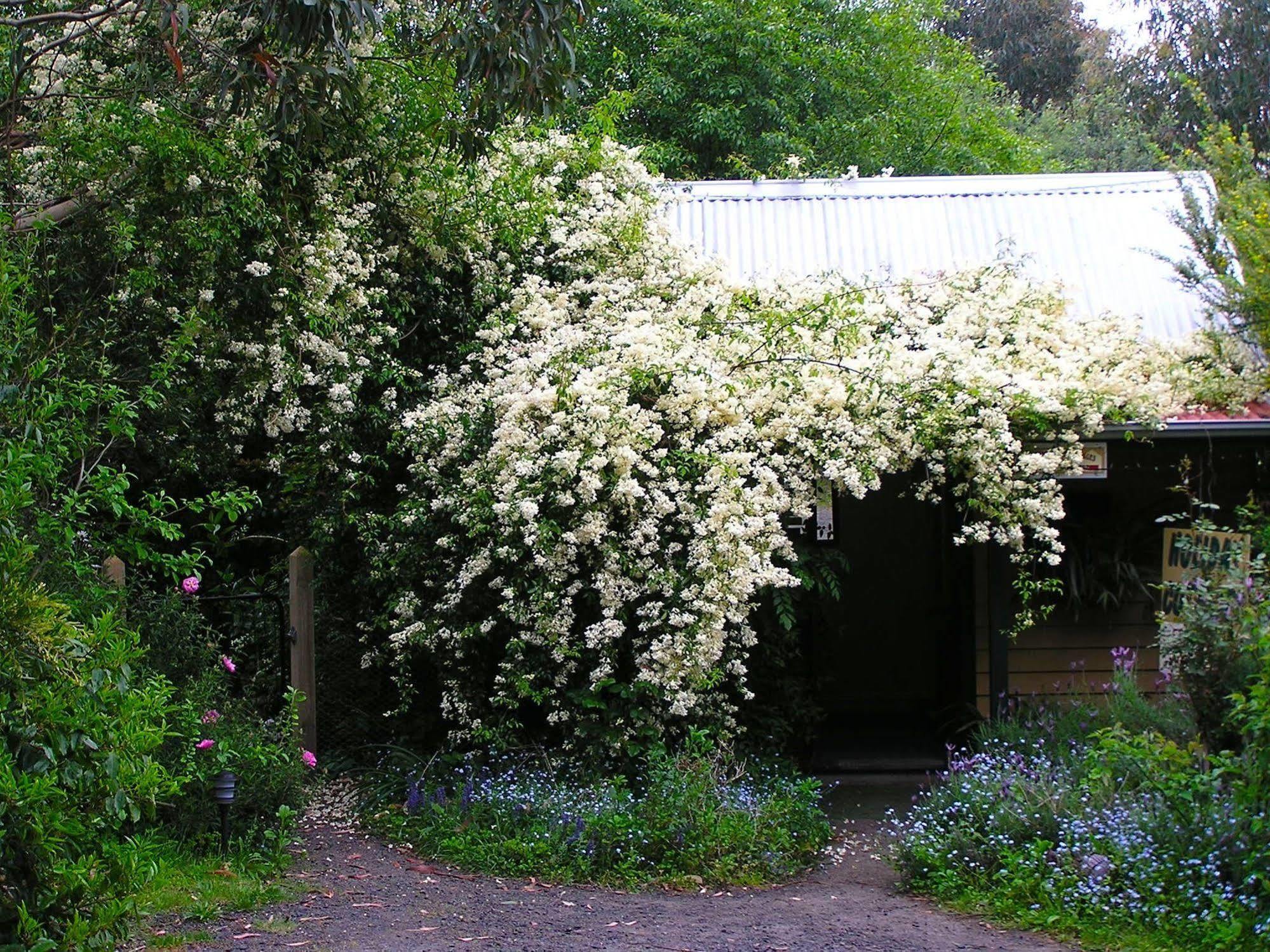 Lemonade Creek Cottages Lorne Eksteriør bilde